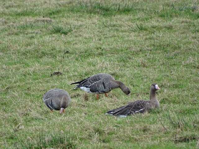 球也让他成 球也让他成